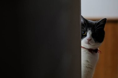 Kedi duvarın gölgesinden izliyor.