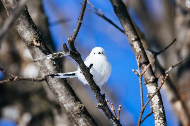 long tailed tit in winter