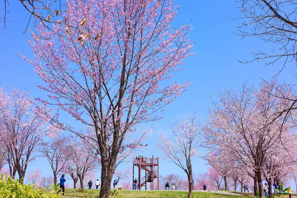 stock image cherry blossoms in nakasatunai hokkaido