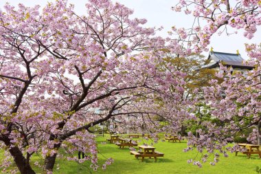 matsumae kalesi ve kiraz çiçekleri