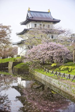 matsumae kalesi ve kiraz çiçekleri