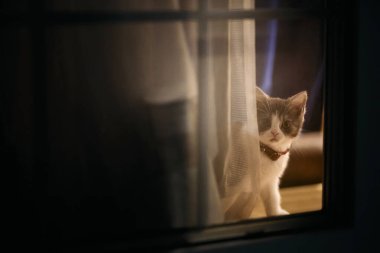 Pencerenin yanındaki sevimli kedi yavrusu.
