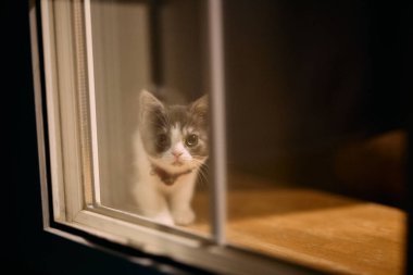 Pencerenin yanındaki sevimli kedi yavrusu.