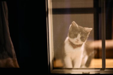 Pencerenin yanındaki sevimli kedi yavrusu.
