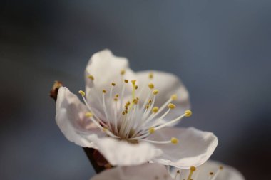 Kiraz çiçeği yapraklarını kapat.