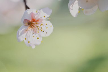 Kiraz çiçeği yapraklarını kapat.