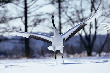 Japonya 'da kış hokkaido vinci