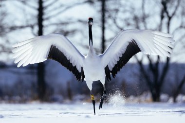 Japonya 'da kış hokkaido vinci