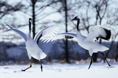 Japonya 'da kış hokkaido vinci