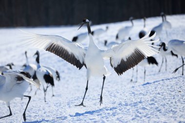 Japonya 'da kış hokkaido vinci