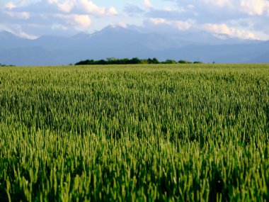 Yazın buğday tarlası Hokkaido