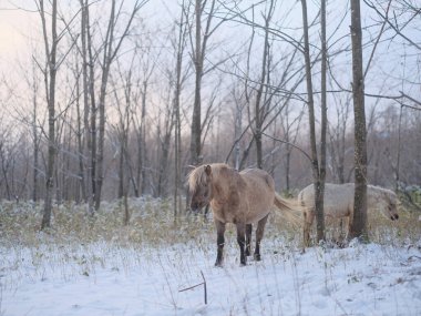 Dosanko atı kış otlağında