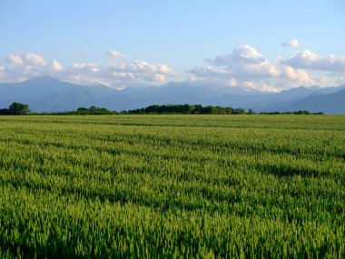 Yazın buğday tarlası Hokkaido