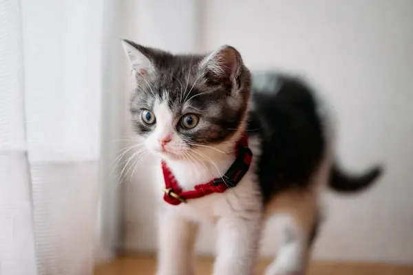 stock image cute munchkin kitten in room