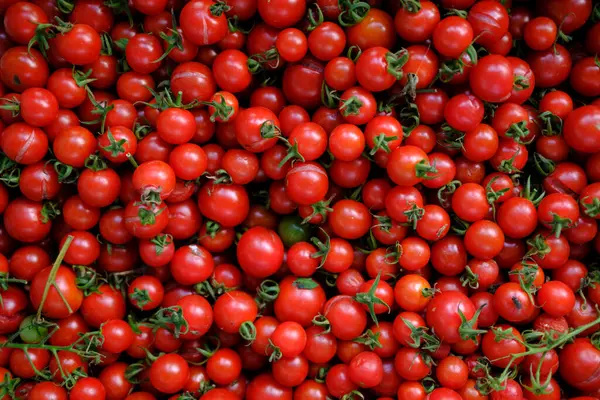 stock image mini tomato in summer garden