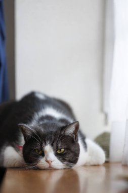 Cat çehresini yakın çekim