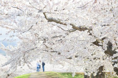 Japonya 'da kiraz çiçekleri var.