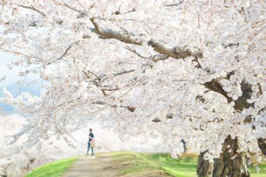 Japonya 'da kiraz çiçekleri var.