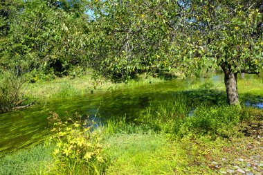 Yazın güzel bir nehir Hokkaido