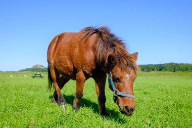 Yeşil otlakta minyatür at