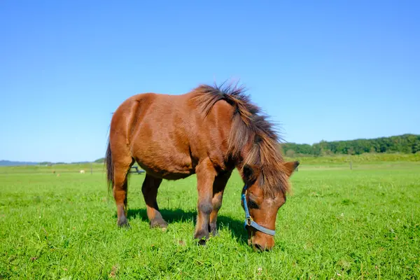 Yeşil otlakta minyatür at