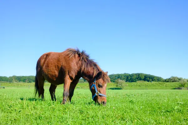 Yeşil otlakta minyatür at