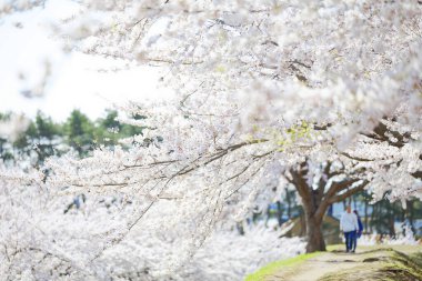 Japonya 'da kiraz çiçekleri var.