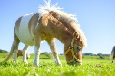Yeşil otlakta minyatür at