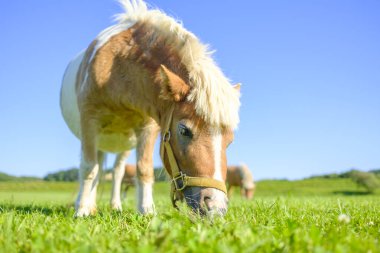 Yeşil otlakta minyatür at