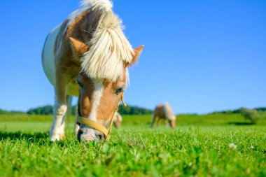 Yeşil otlakta minyatür at