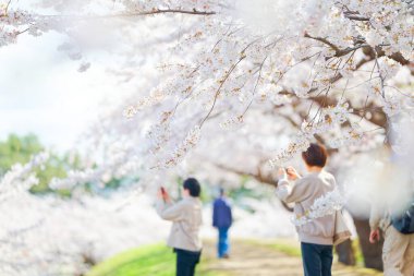 Japonya 'da kiraz çiçekleri var.
