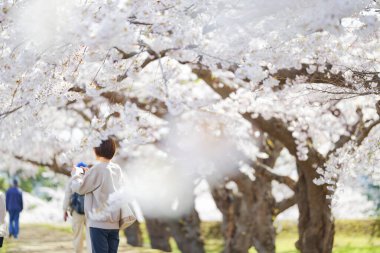 Japonya 'da kiraz çiçekleri var.