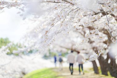 Japonya 'da kiraz çiçekleri var.