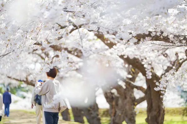 stock image someiyoshino cherry blossoms in japan