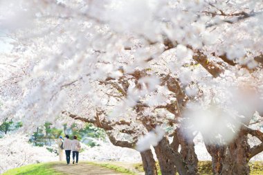 Japonya 'da kiraz çiçekleri var.