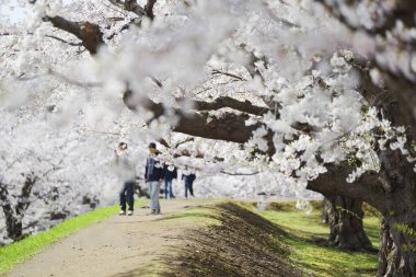 Japonya 'da kiraz çiçekleri var.