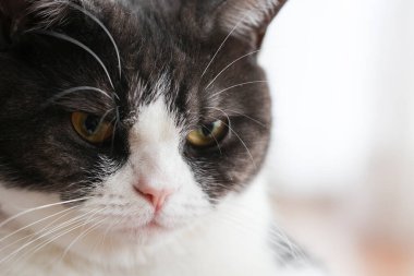Cat çehresini yakın çekim