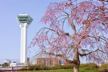 Goryokaku Kulesi ve kiraz çiçekleri