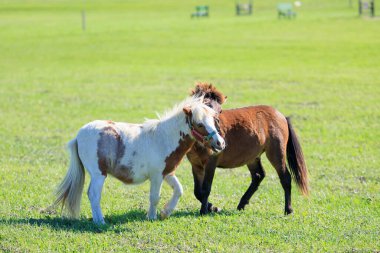 Yeşil otlakta minyatür at