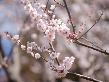 Kiraz çiçeği yapraklarını kapat.