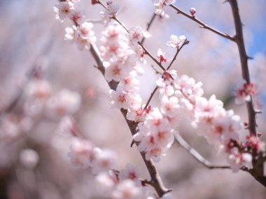 Kiraz çiçeği yapraklarını kapat.