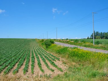 Hokkaido 'daki mavi gökyüzü ve tarla