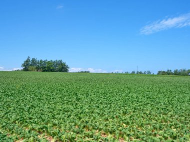 Hokkaido 'daki mavi gökyüzü ve tarla