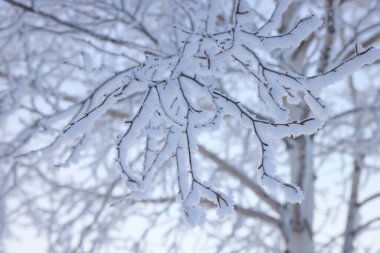 kışın kapalı ağacı süsleyin