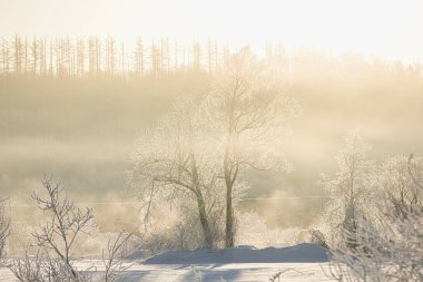 kışın kapalı ağacı süsleyin