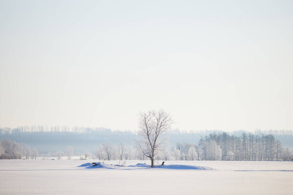 зимой покрытое морозом дерево
