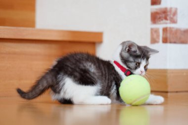 bir top oynayan kedi