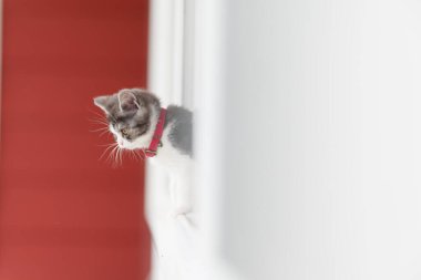 Pencereden dışarı bakan kedi yavrusu