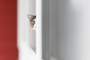 Pencereden dışarı bakan kedi yavrusu