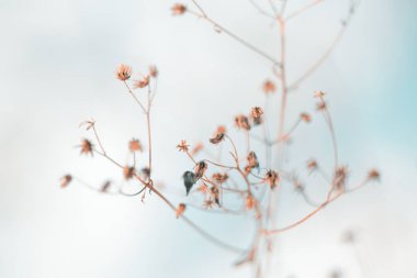 Kış Hokkaido 'sunda ölü ot